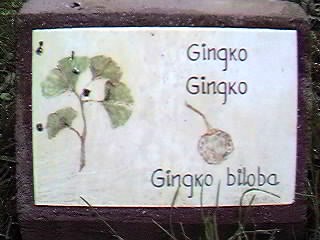 �D�nde se puede encontrar este �rbol?.