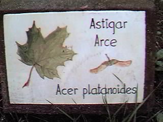 �D�nde se puede encontrar este �rbol?.