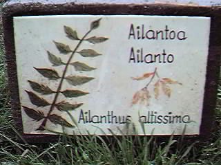 �D�nde se puede encontrar este �rbol?.