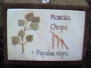 �D�nde se puede encontrar este �rbol?.