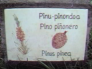 �D�nde se puede encontrar este �rbol?.