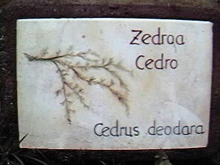 �D�nde se puede encontrar este �rbol?.