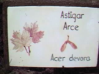 �D�nde se puede encontrar este �rbol?.