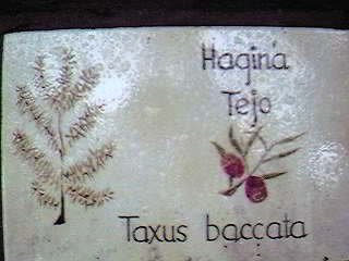 �D�nde se puede encontrar este �rbol?.