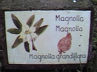 �D�nde se puede encontrar este �rbol?.